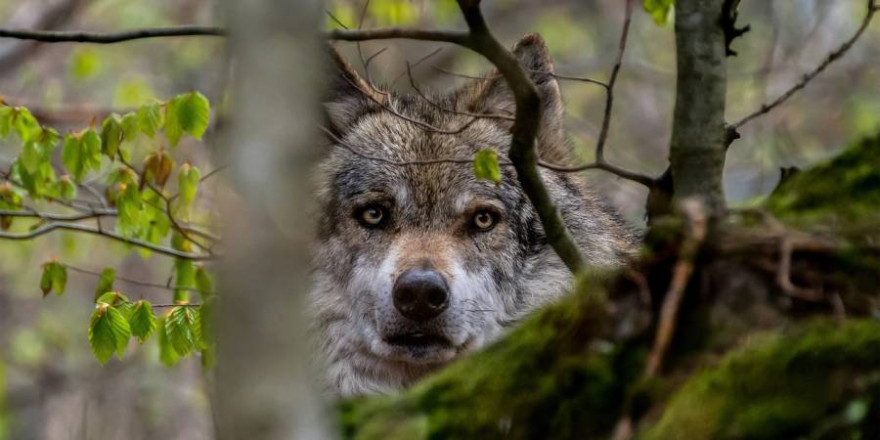 Einzelner Wolf im Wald (Beispielbild: Tomáš Seman)