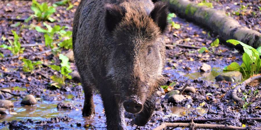 Wildschwein (Symbolbild: Olle August)