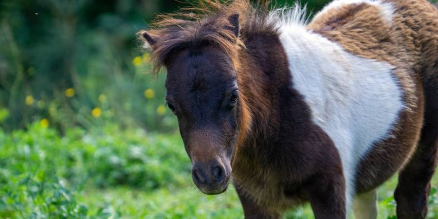 Ein Pony (Symbolbild: Jürgen Bierlein)