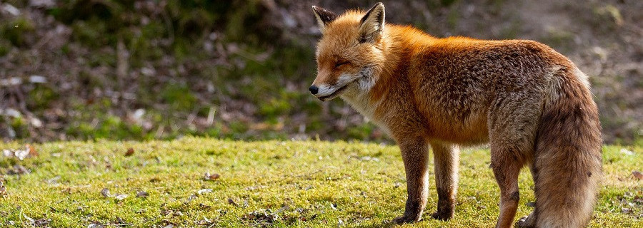 Staupe bei Fuchs in Essen-Heidhausen nachgewiesen