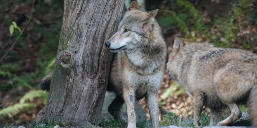 Durch die Gesetzesänderung haben die Bundesländer nun bessere Möglichkeiten, eigene Verordnungen für ein effektiveres Wolfsmanagement zu erlassen. (Foto: christels)