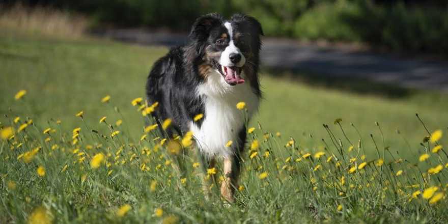 Als Kadaverspürhunde wurden in Rheinland-Pfalz beispielsweise auch Hunde der Rasse Australian Shephard ausgebildet (Beispielbild: Marx Scott)