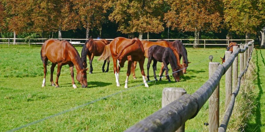 Mehrere Pferde auf einer Koppel (Foto: Erich Westendarp)