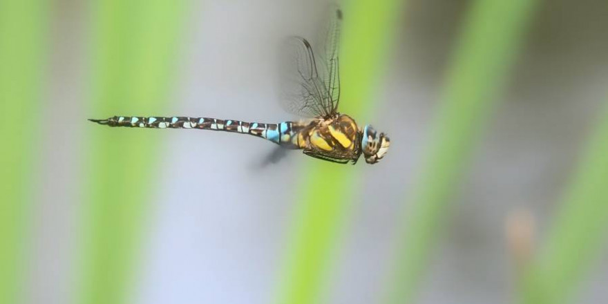 Herbstmosaikjungfer im Flug (Foto: kie-ker)