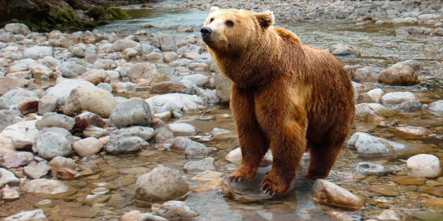 Ein Braunbär (Symbolbild: Gerhard G.)