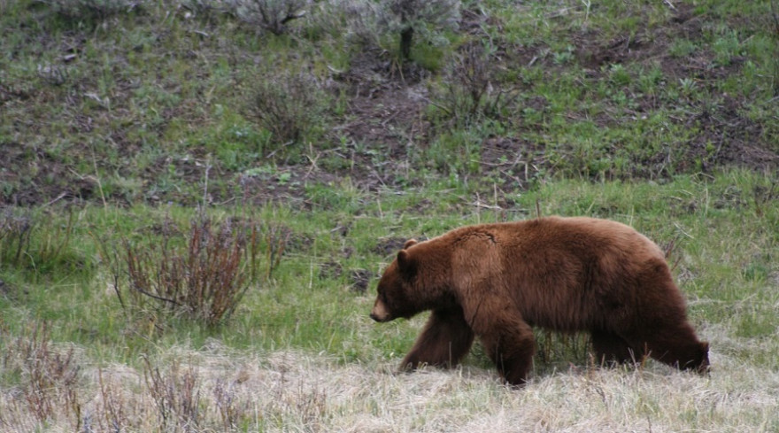 Braunbär