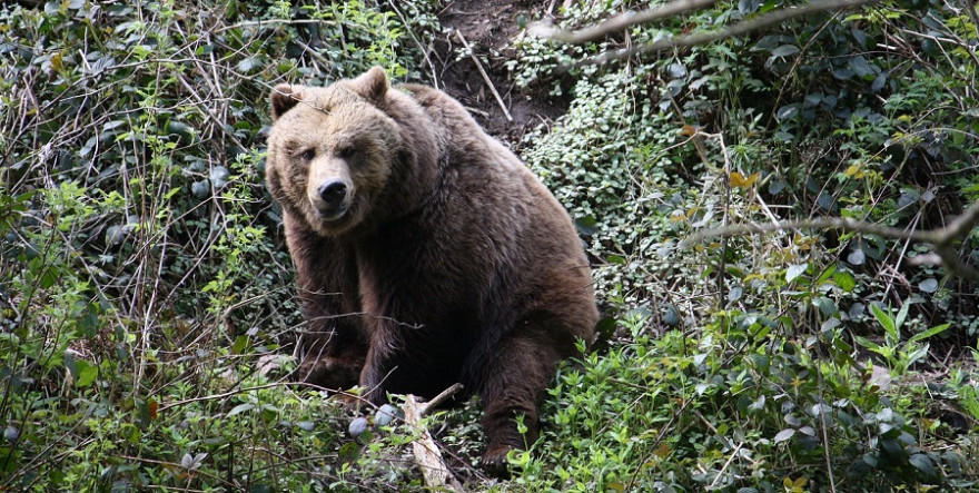 Braunbär