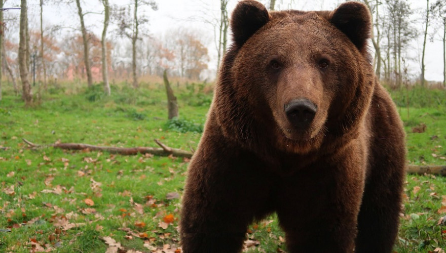 Ein neugieriger Bär.