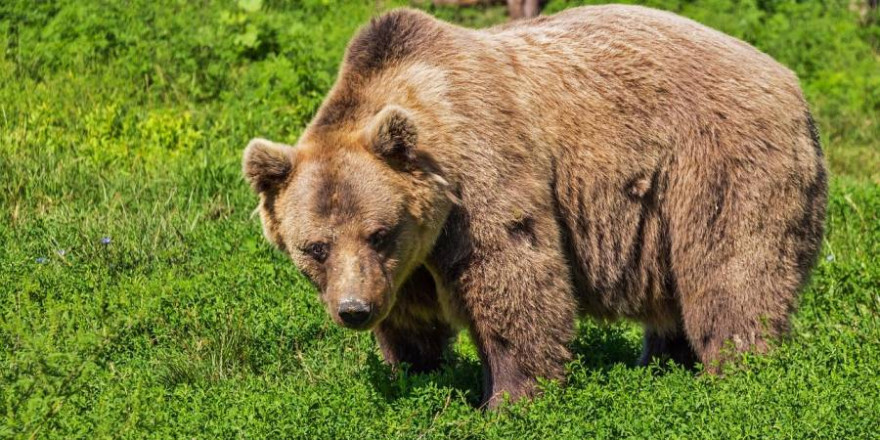 Ein Braunbär (Beispielbild: Robert Balog)