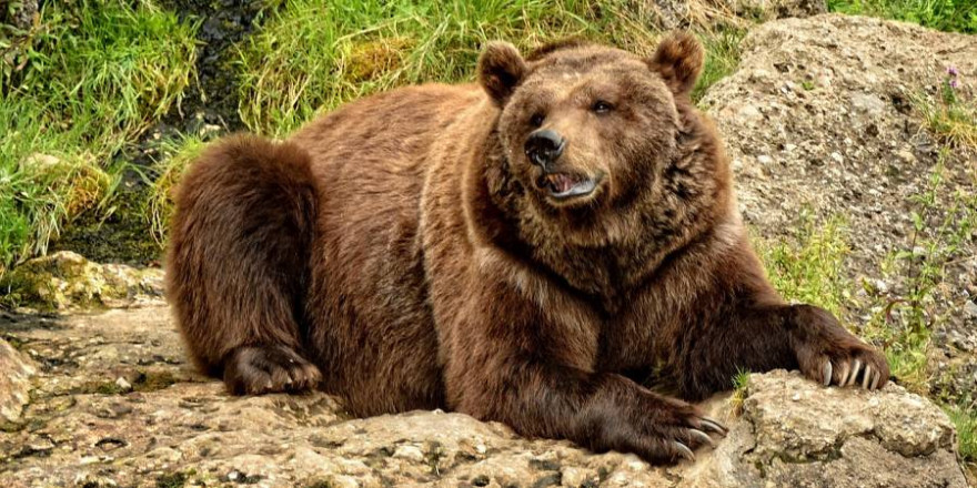 Ein liegender Braunbär (Symbolbild: Manfred Antranias Zimmer)