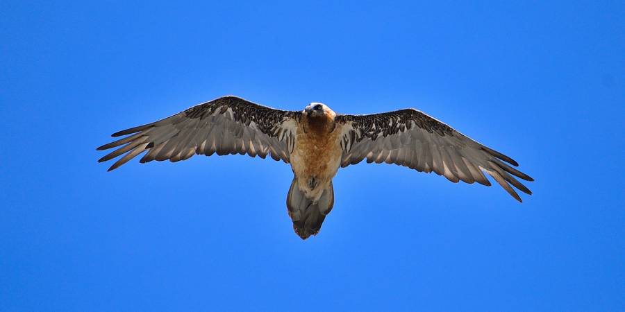 Ein Bartgeier im Flug (Beispielbild: Dani Egli)