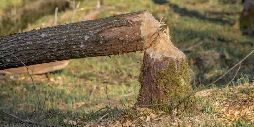 Ein von einem Biber umgelegter Baum (Symbolbild: Michael Schwarzenberger)