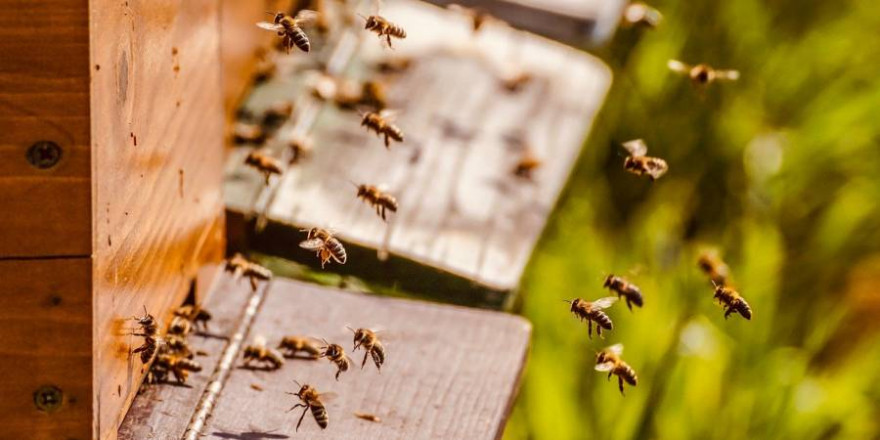 Bienen vor einem Bienenstock (Symbolbild: Susanne Jutzeler)