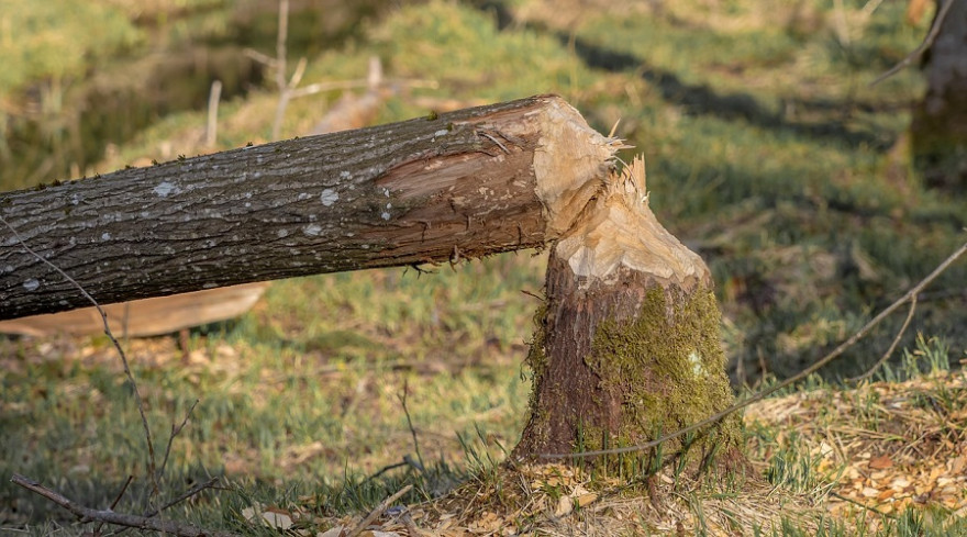 Von einem Biber gefällter Baum