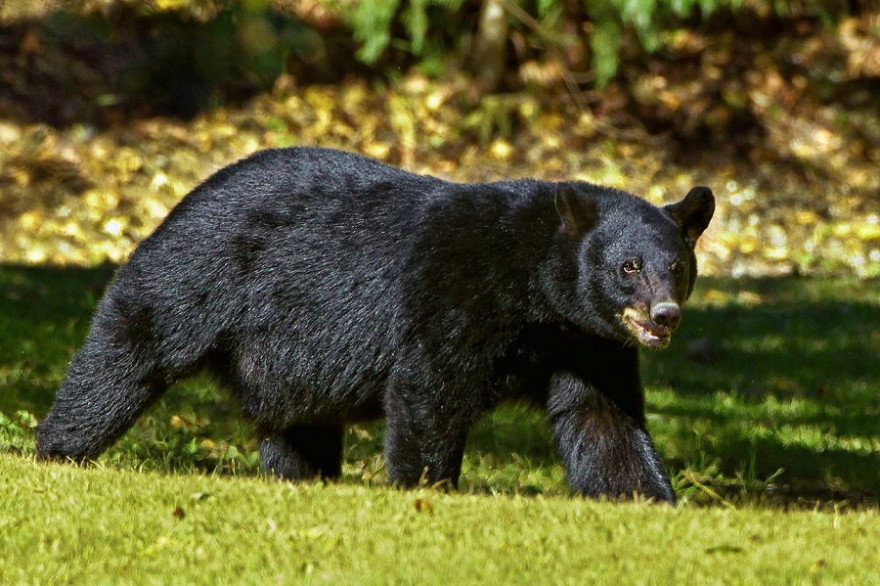 Ziehender Schwarzbär.