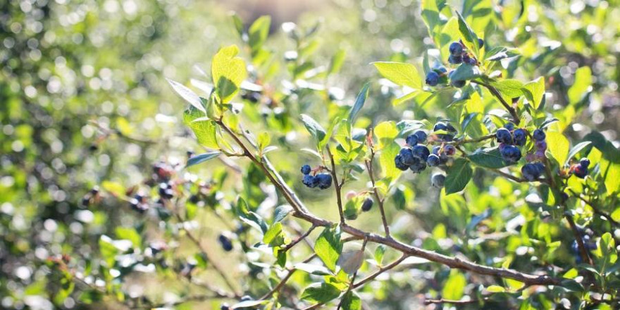 240 Pflanzenbündel der wilden Blaubeere hatten die Täter bereits zum Abtransport vorbereitet (Foto: Jill Wellington)