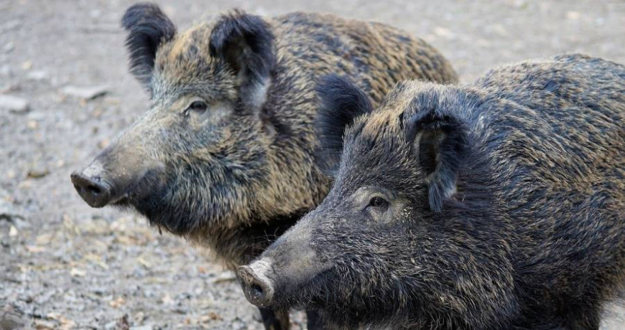 Zwei Wildschweine (Symbolbild: Andreas Lischka)