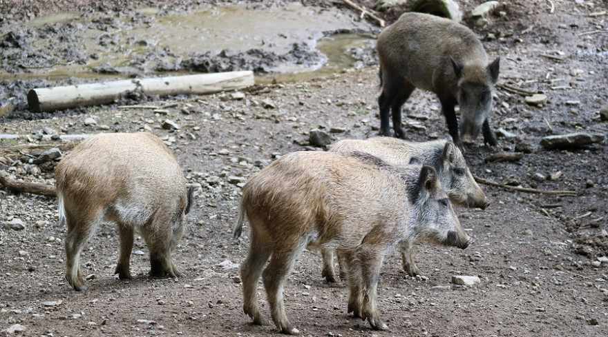 Wildschweine in Gehege