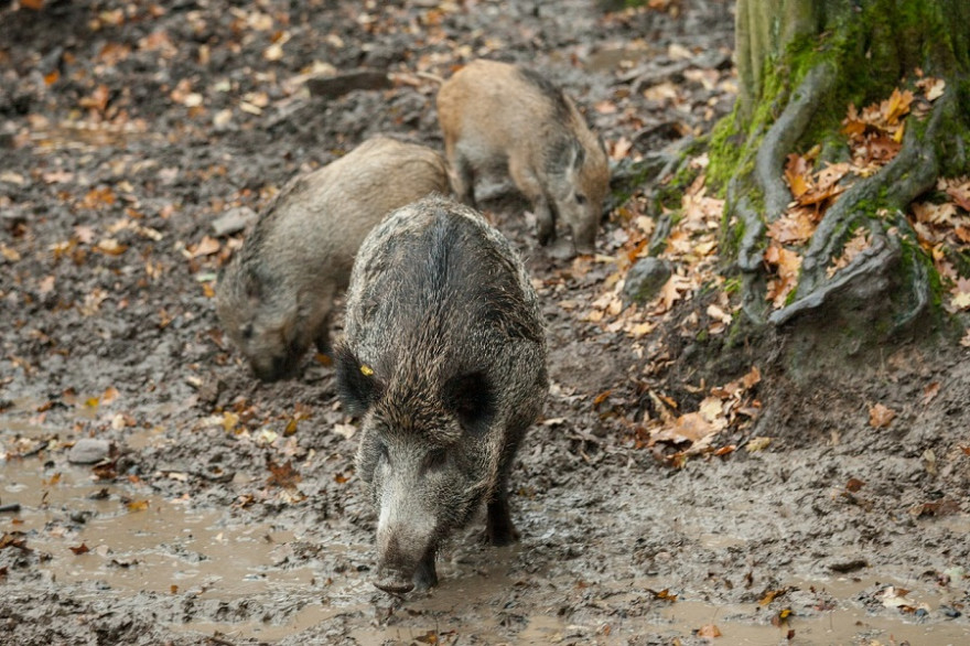 Wildschweine