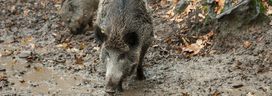 Luxemburg kapituliert vor der Schweinepest