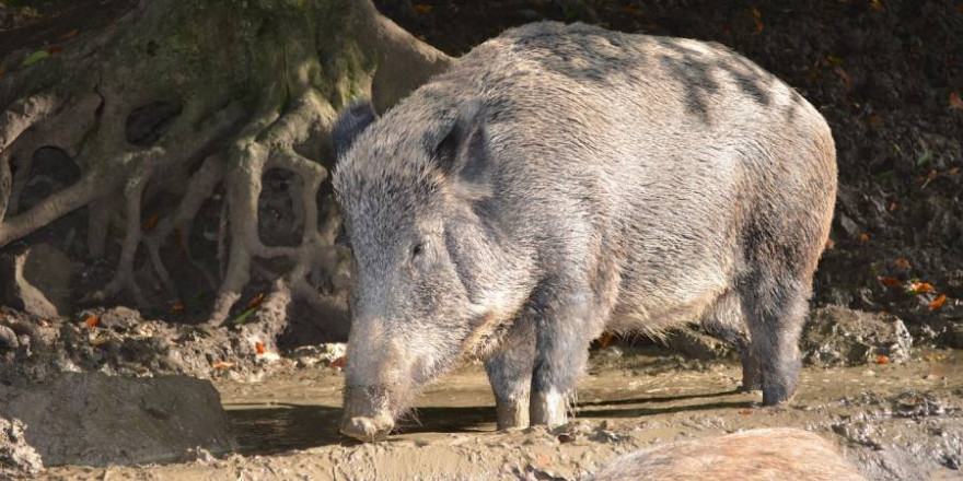 Wildschweine in einer Suhle (Symbolbild: Anne Kroiß)