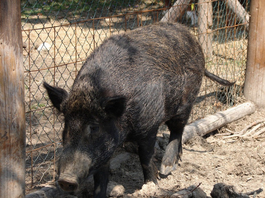 Wildschwein an Zaun