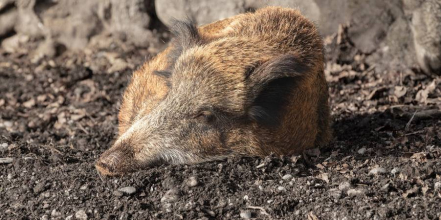 Wildschwein auf dem Boden liegend (Symbolbild: marcelkessler)