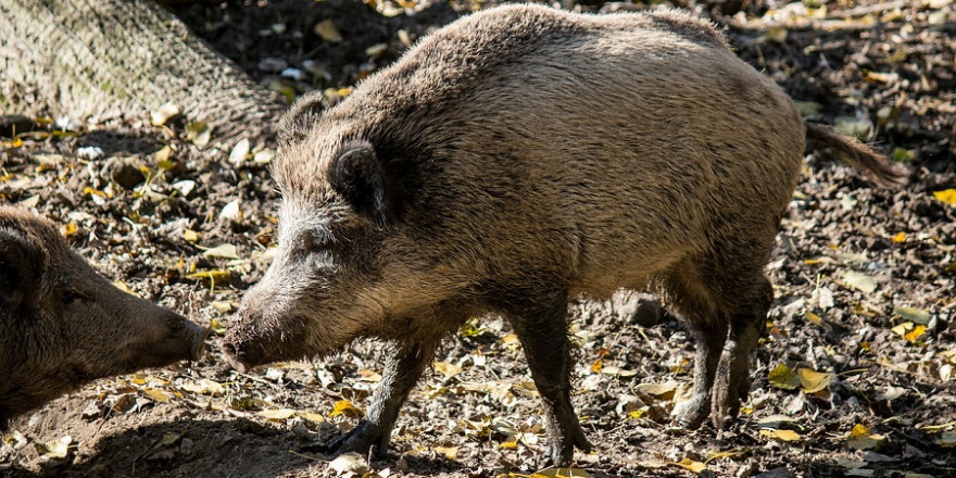 Wildschweine (Foto: tomkevicius)