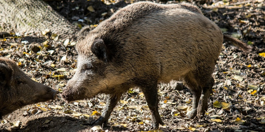 Wildschweine