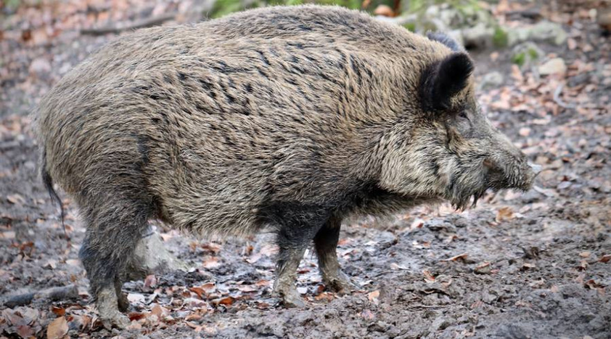 Knapp 800 Kilometer neue Zäune, um im Ausbruchsfall die ASP einzudämmen, hat der Freistaat präventiv erworben. (Symbolbild: Annette Meyer)