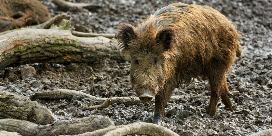 Ein Wildschwein (Beispielbild: NakNakNak)