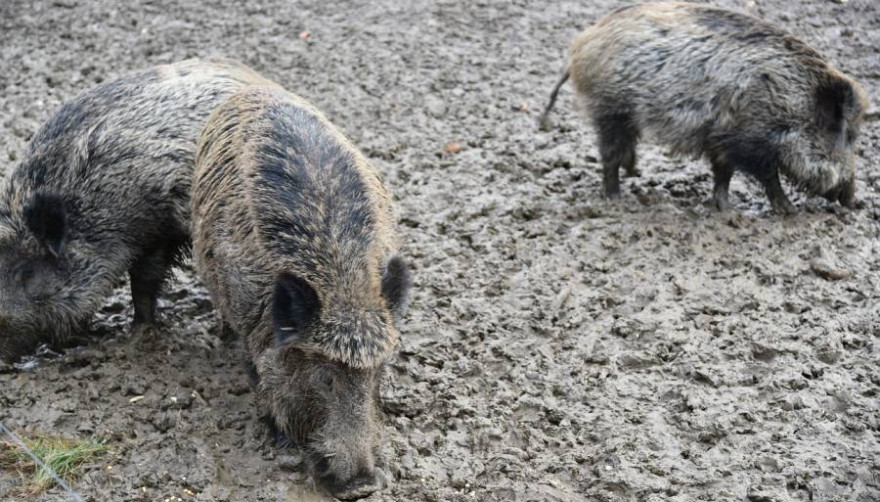 Drei Wildschweine (Symbolbild: Frank P.)