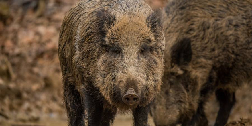 Zwei Wildschweine an einer Suhle (Beispielbild: keluan)