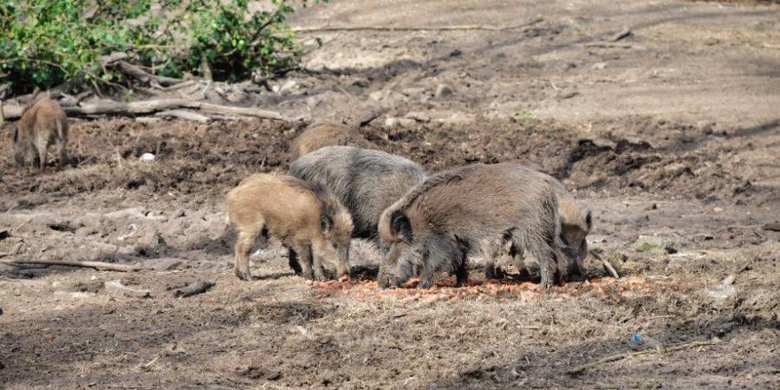 Eine Rotte Wildschweine (Symbolbild: Ph03nix_h)