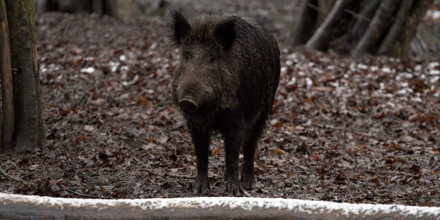 Aus Sicherheitsgründen musste das Wildschwein im „Kidronpark“ geschossen werden.