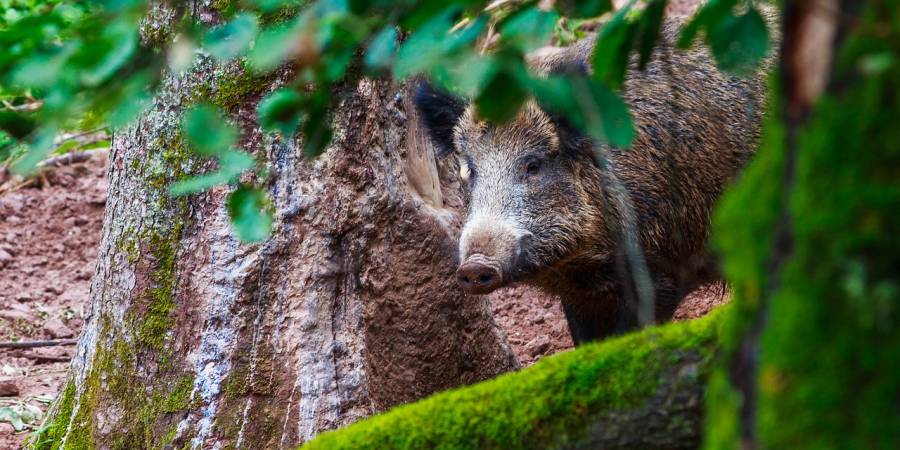 Ein Wildschwein (Symbolbild: Tommy_Rau )