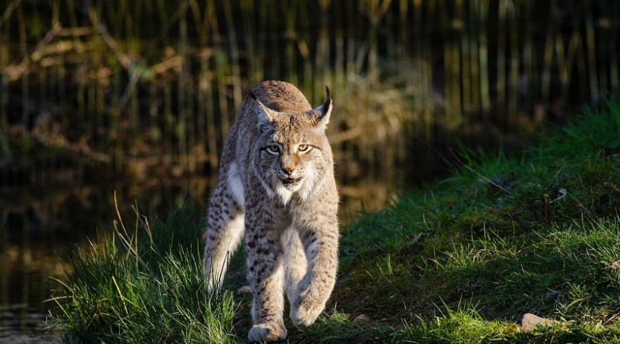 Luchs