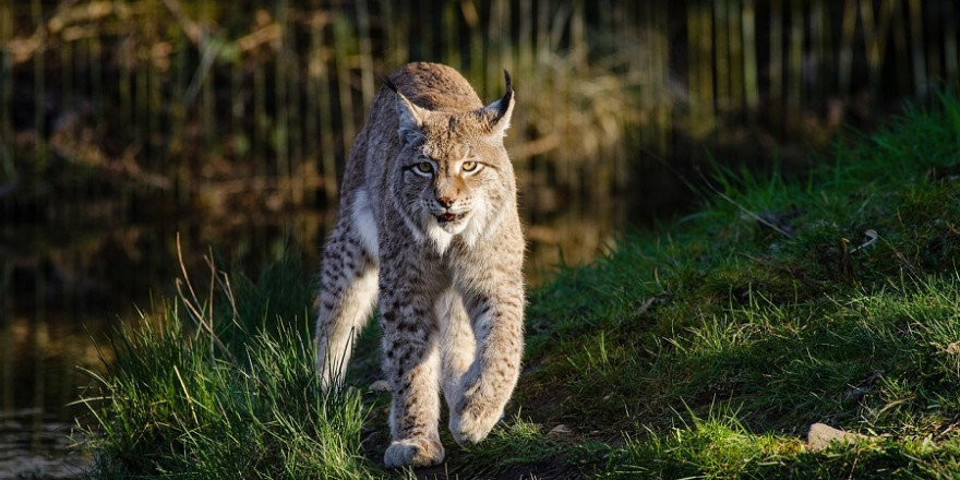 Ziehender Luchs