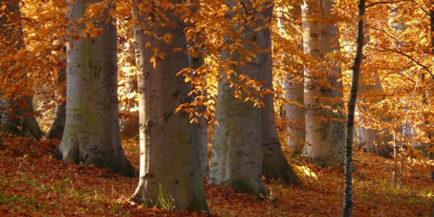 Buchenwald im Herbst (Foto: Hans Braxmeier)