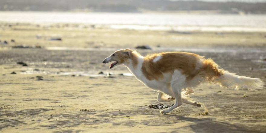 Es war ein Hund der Rasse „Barsoi“, der das wehrlose Rehkitz gerissen hat (Beispielbild: ragnahellberg)