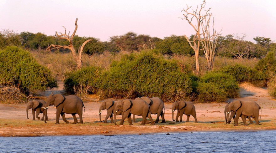 Elefantenherde in Botswana