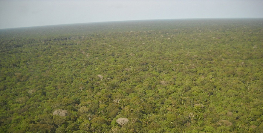 Wald in Brasilien