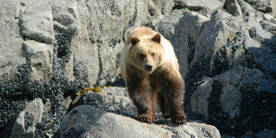 Braunbär vor einem Felsmassiv