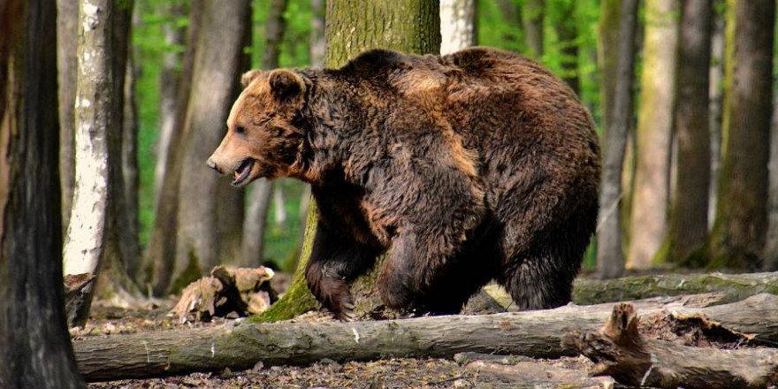 Ein Braunbär läuft durch einen Wald (Symbolbild: István Kopeczny)