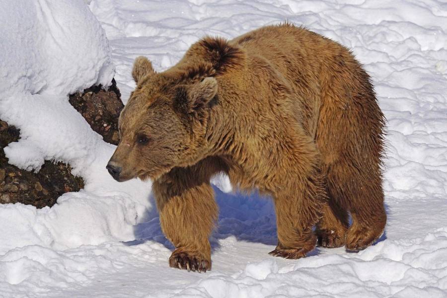 Braunbär im Schnee (Beispielbild: Marcel Langthim)