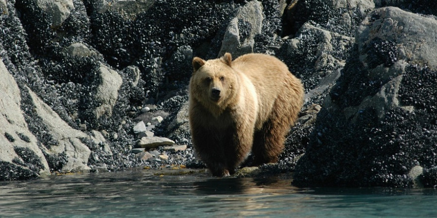 Braunbär