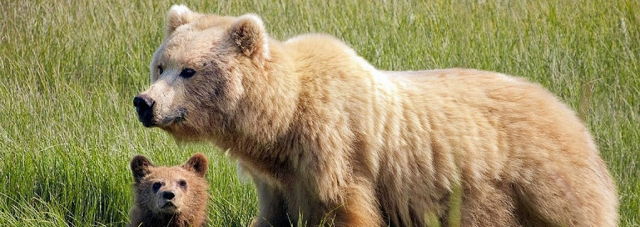 Braunbär attackiert Wanderer