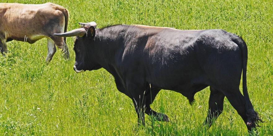 Stier auf Weide