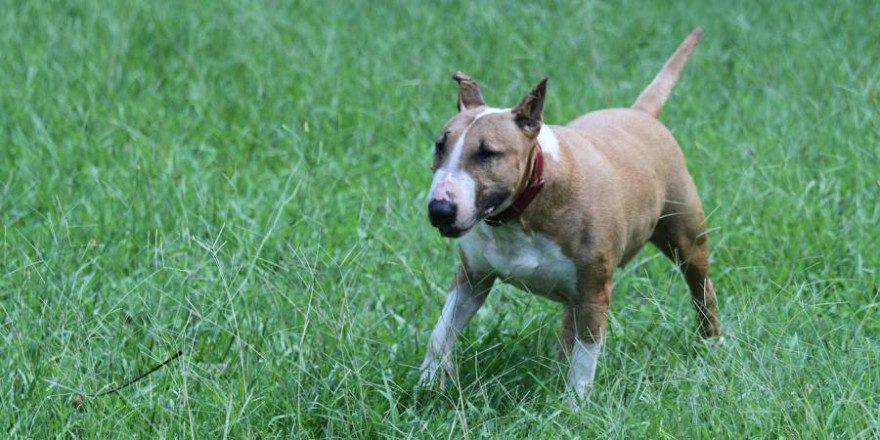 Bullterrier sind in Mecklenburg-Vorpommern als gefährliche Rasse eingestuft (Beispielbild: Melanie Thomas)