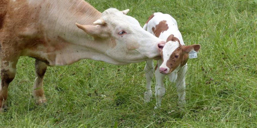 Eine Kuh mit ihrem Kalb (Symbolbild: Alois Grundner)